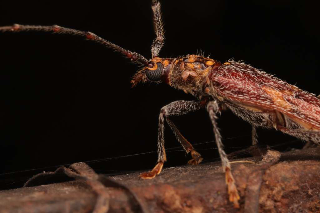 Eurysthea cribripennis, una de las especies registradas en Chicaque.