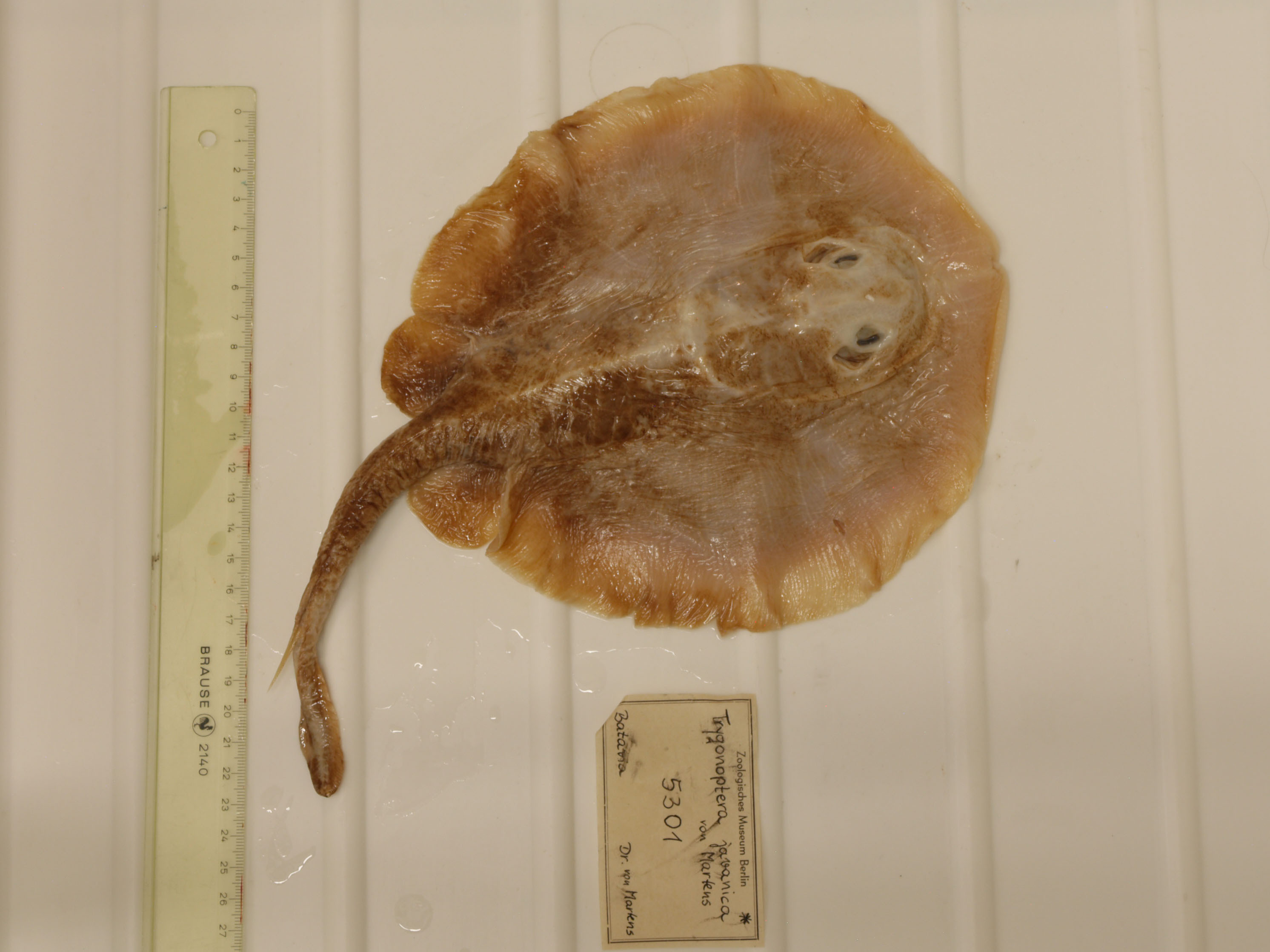 Solo se conocía un espécimen de Javan Stingaree. /Foto: Edda Aßel, Museum für Naturkunde Berlin