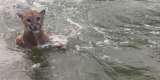 Turistas vieron a un puma bañándose en embalse Topocoro