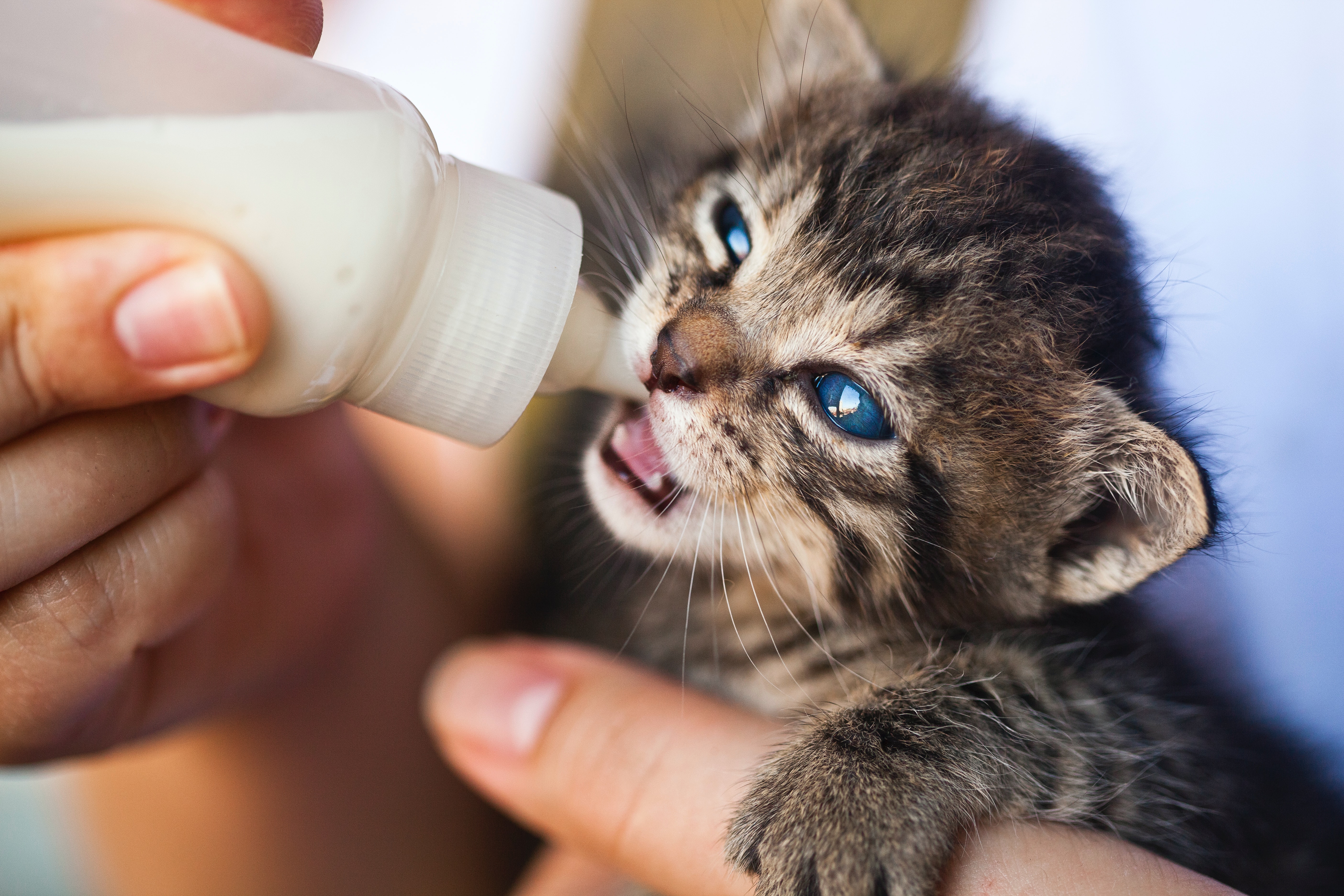 La leche de vaca contiene lactosa, que puede ser intolerable para los felinos.