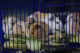 Se prohíbe la venta de animales en las plazas de mercado de Bogotá