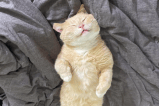 ¿Qué hago si mi gato huele mal?