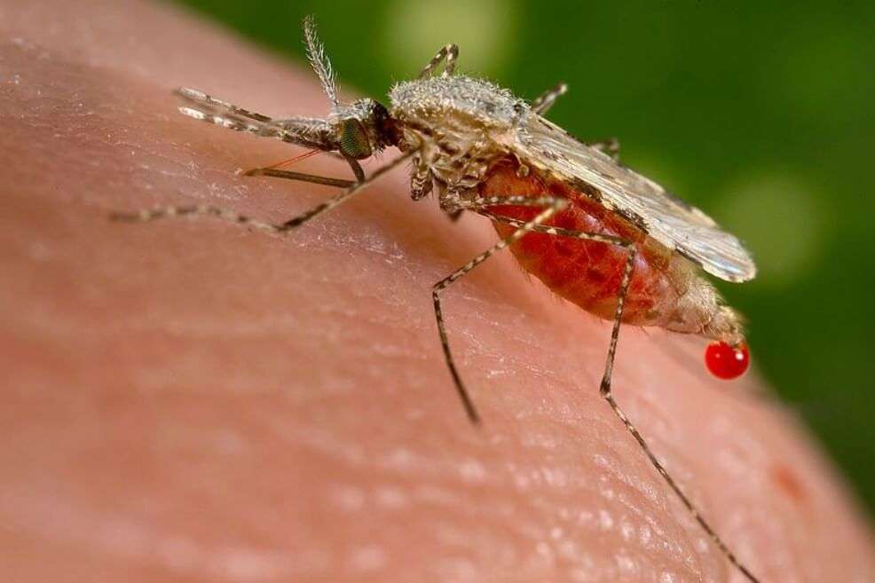 Mosquito Anopheles stephensi. / Wikimedia - Creative commons