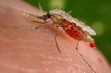 El nuevo medicamento con el que Brasil tratará de frenar la malaria