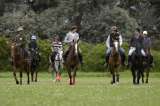 Caballos de polo argentino, modificados genéticamente para producir campeones