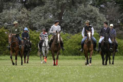 Caballos de polo argentino, modificados genéticamente para producir campeones