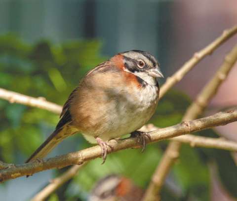 El canto de las aves, espejo de la brecha social en Bogotá