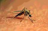 Aumentan casos de dengue y malaria en el país