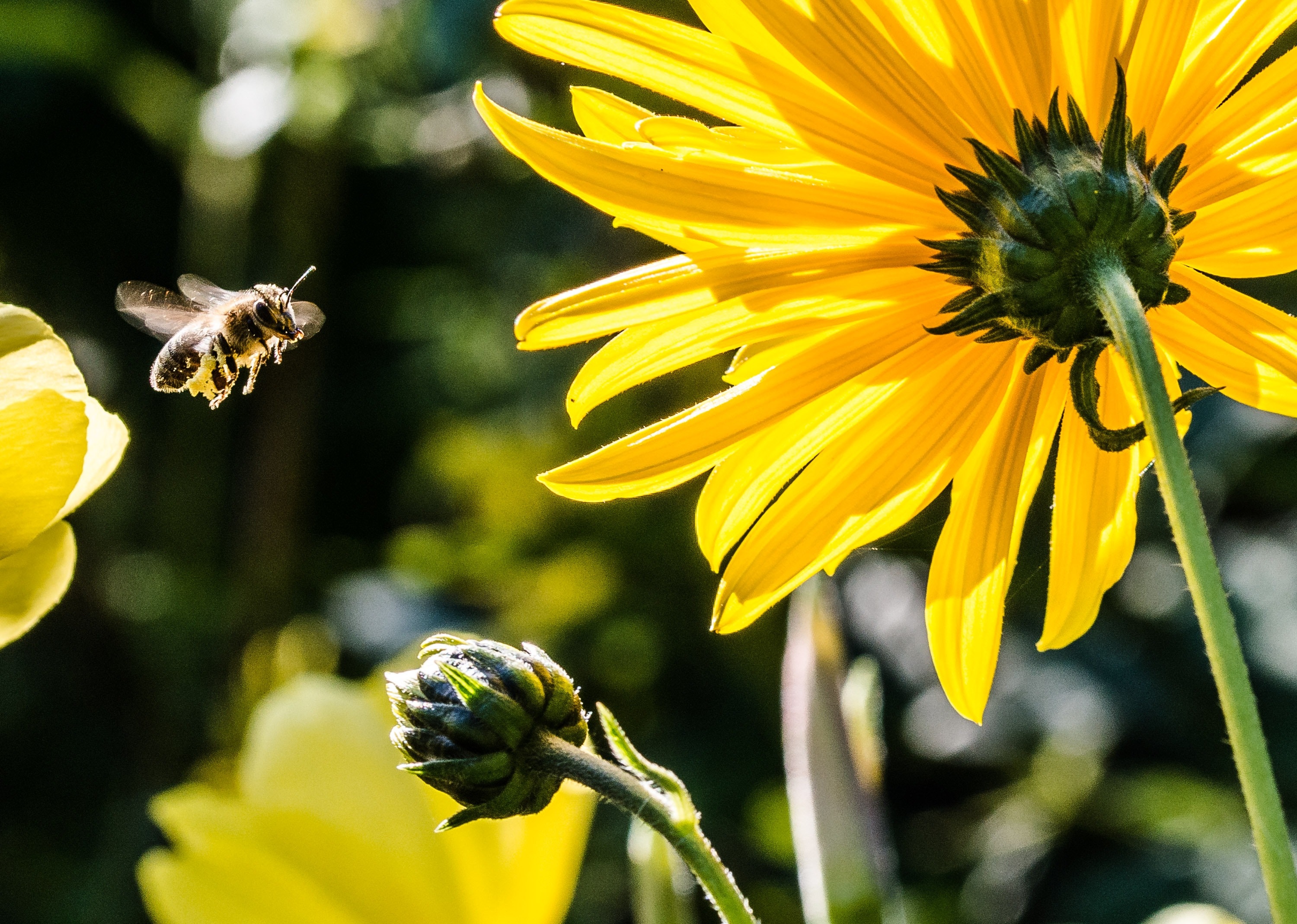 Las abejas son los principales polinizadores del mundo.