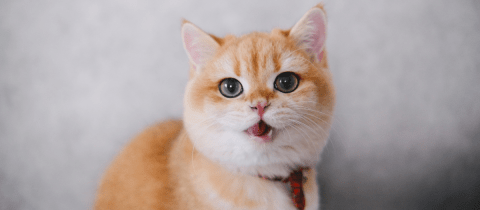 ¿Cómo se debe regañar a un gato correctamente para que obedezca?