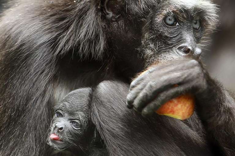 Una cría de marimonda nació hace siete días en el Parque Zoológico Santa Fe en la ciudad de Medellín.