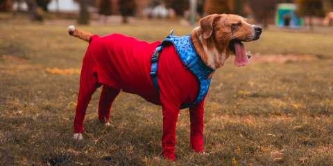 Murió Ángel, perrito despellejado vivo que impulsó ley contra el maltrato animal