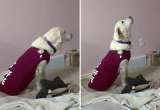 Perrita rescatada de criadero aprende a expresarse tras años de maltrato y silencio