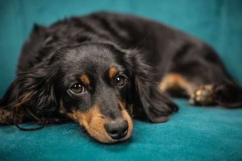8 razas de perros medianos que se convertirán en tu mejor amigo