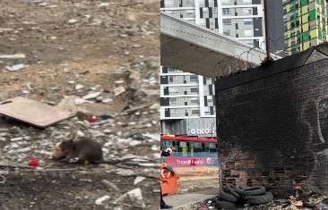 Zonas aledañas a la obra del metro se encuentran en deterioro de abandono y proliferación de roedores.