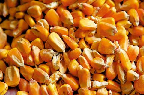 El maíz y la seguridad alimentaria: ¿una apuesta que se quedó en el discurso?
