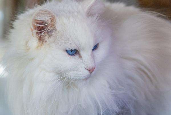 El gato.
