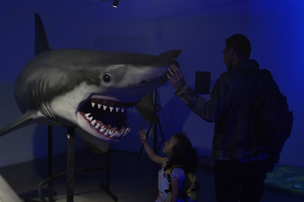 Exposición "Colombia: del megalodón al tiburón linterna enano"