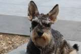 Perro Schnauzer: características y cuidados de esta raza