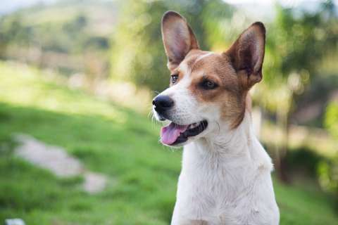 ¿Está listo para tener un perro? Claves para una adopción responsable