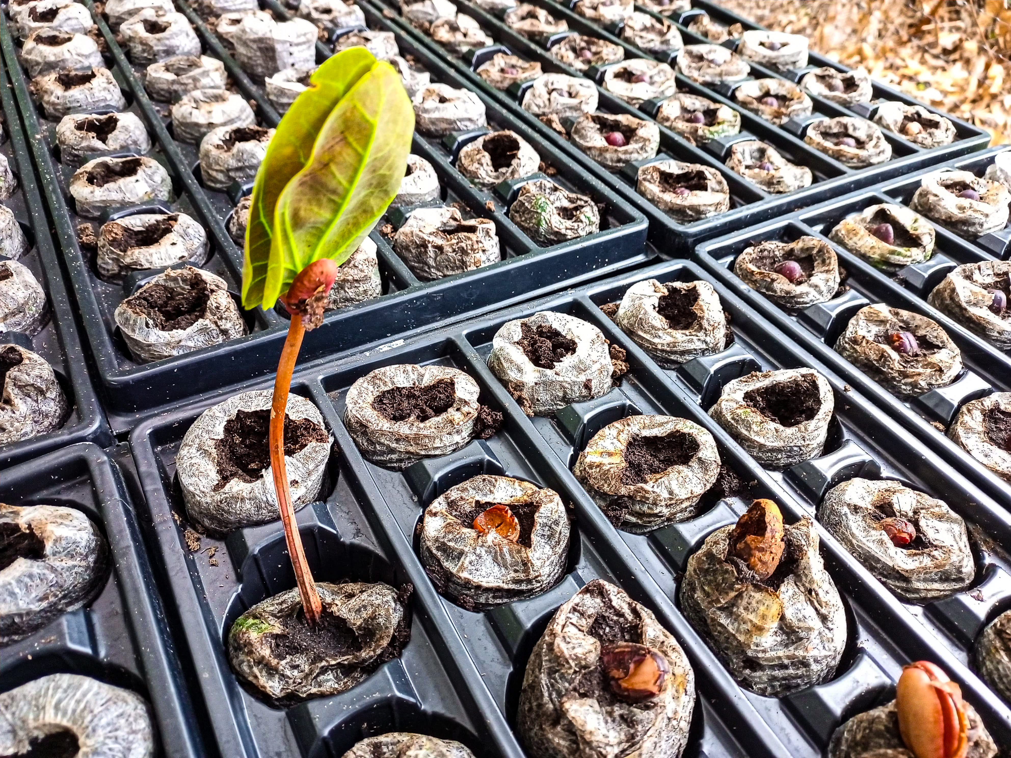 Algo positivo que resultó de la COP16 fue el hecho de que una gran mayoría las empresas privadas empezaron a tematizar el concepto de biodiversidad. Otras pocas, son más proactivas y empiezan a implementar acciones como la siembra de árboles.