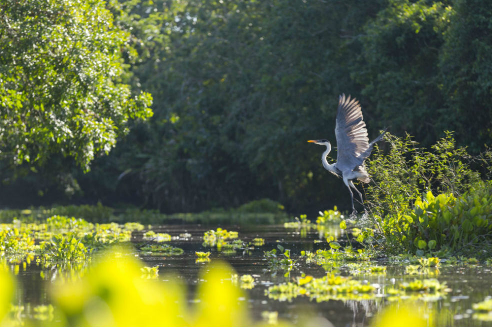 La Ciénaga de Barbacoas, en el Magdalena Medio antioqueño. La Fundación Biodiversa Colombia fue nominada por la protección de este ecosistema con su programa Programa de Conservación de las Ciénagas y los Bosques de Barbacoas. / Cortesía Corantioquia