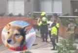 Indignación en Bogotá: perro fue lanzado desde piso 25 y activan proceso judicial