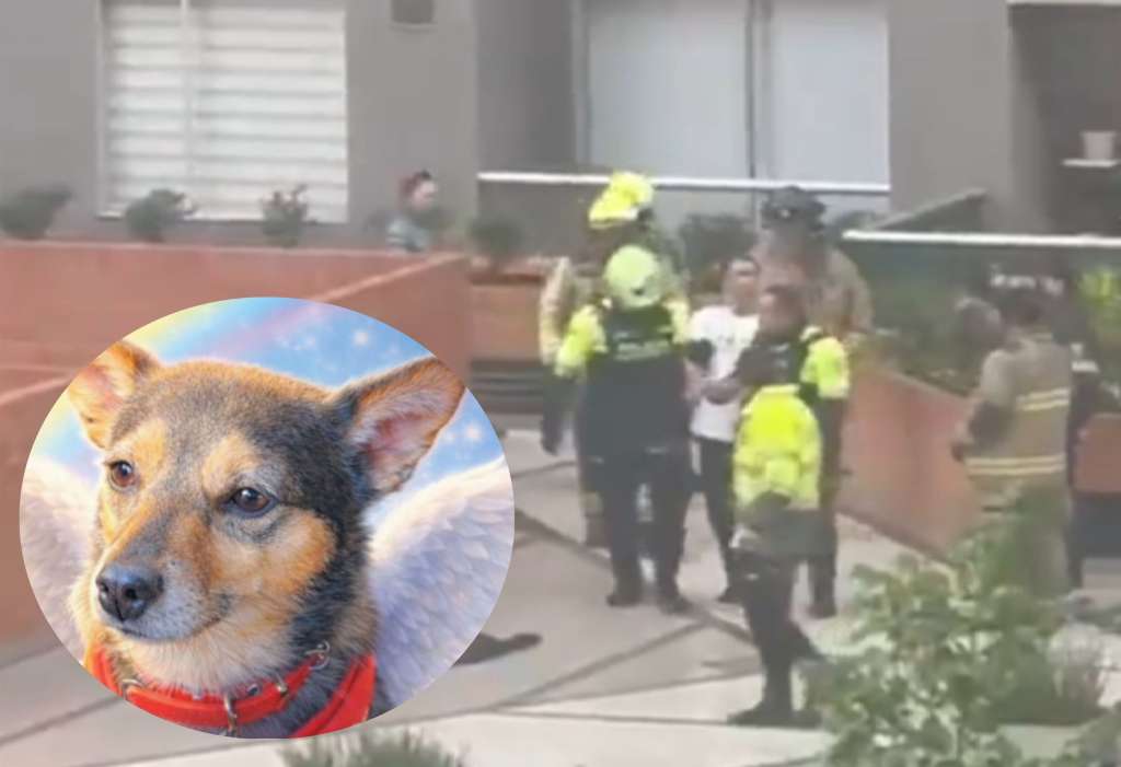 Momento en el que las autoridades detienen al sujeto que lanzó al perrito por la ventana del apartamento.