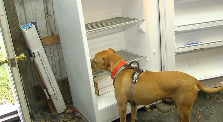 “Milagro de navidad” ocurre luego de que robaran a un refugio de animales