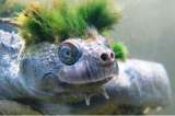 Una tortuga con el pelo verde hace parte de la lista de reptiles más amenazados