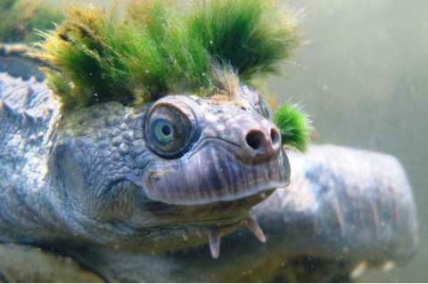 Una tortuga con el pelo verde hace parte de la lista de reptiles más amenazados