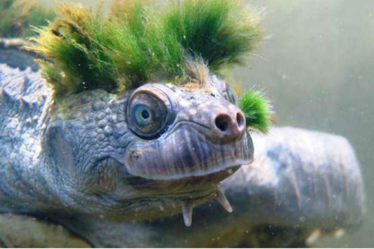 Una tortuga con el pelo verde hace parte de la lista de reptiles más amenazados