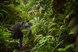 Hay un lugar de Colombia donde sí se está recuperando la danta de montaña