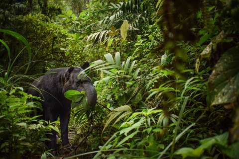 Hay un lugar de Colombia donde sí se está recuperando la danta de montaña