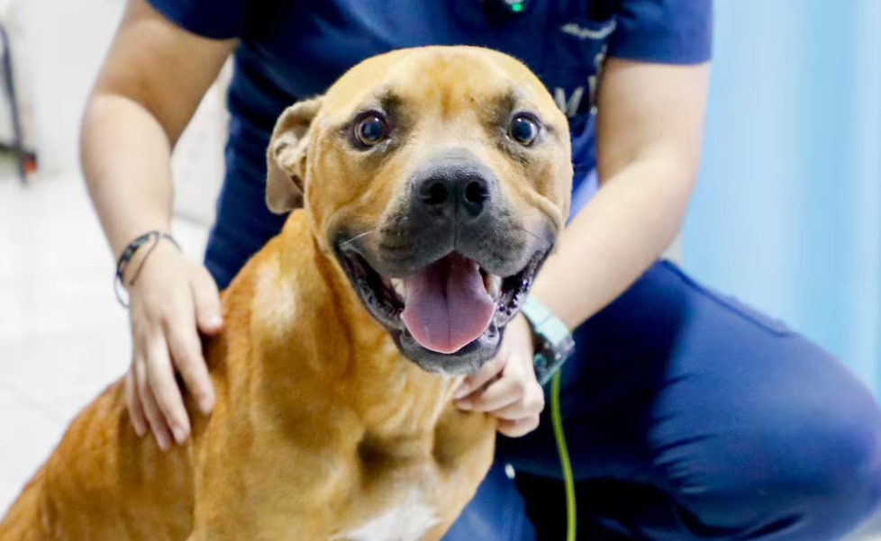 La historia de Conan, el perro víctima de maltrato extremo en Santander