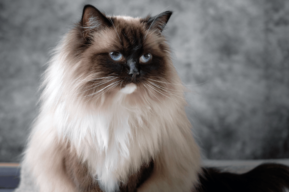 Gato ragdoll características y cuidados que debes tener con esta raza