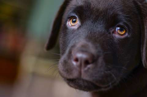 Emotivo video del reencuentro entre un perro y su dueño luego de tres años