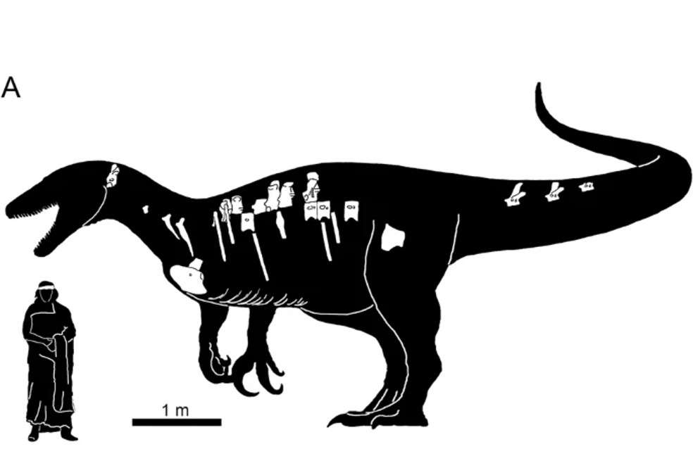 Estas son las medidas del dinosaurio, que demostrarían que podría ser uno de los más grandes jamás encontrados.