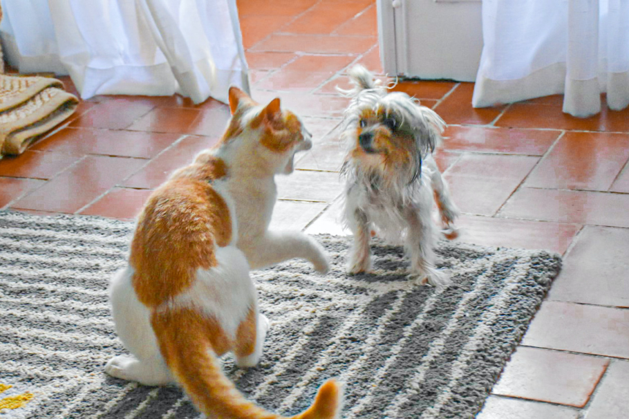 Pautas para que las visitas de Navidad no sean un estrés para tus mascotas