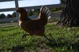 Alquilar gallinas: la nueva moda en EE. UU. para enfrentar el precio de los huevos