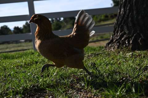 Alquilar gallinas: la nueva moda en EE. UU. para enfrentar el precio de los huevos