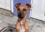 Buscan una familia para Pomelito, cachorro costeño de tres meses sobreviviente de moquillo
