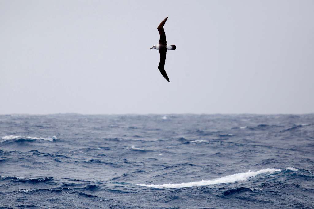 A handout photo taken on February 3, 2016 and released on October 8, 2024 by the Australian Antarctic Division shows a white-capped albatross on the Australian territory of Heard Island in the Southern Ocean.