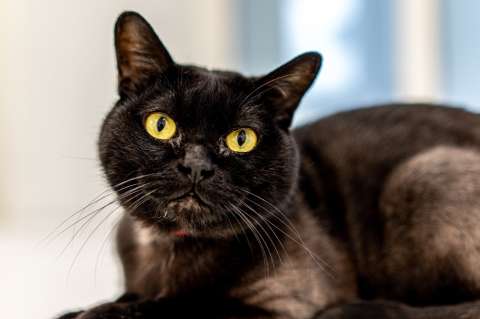 (Fotos) El gato Bombay, uno de los más inteligentes y longevos del mundo
