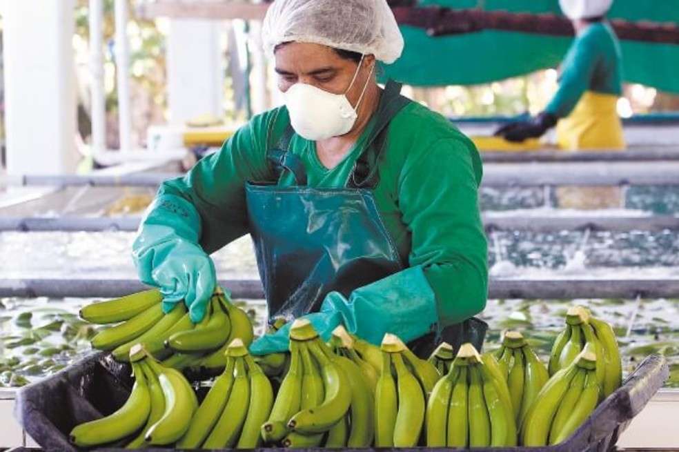 WWF, en alianza con otras entidades, han conseguido que 12 fincas bananeras del Magdalena mejoraran sus prácticas agrícolas . / EFE