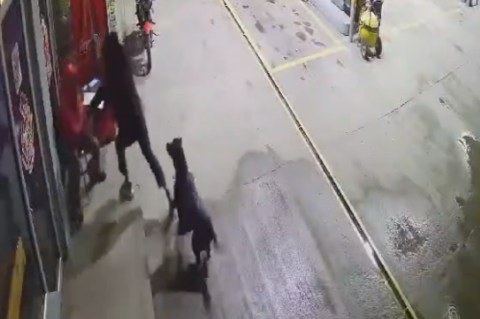 (Video) Perrito defendió a empleado de un robo en Boyacá: atacó al ladrón