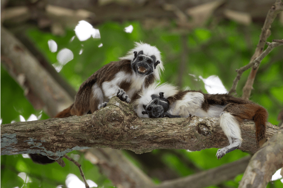 Esta especie solo se encuentra al noroccidente de Colombia.