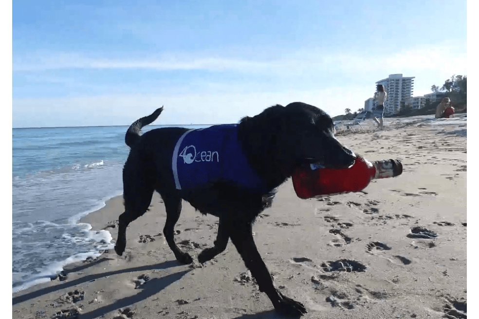 Lila, la perrita que ayuda a la organización 4Ocean a sacar el plástico de los océanos. / 4Ocean