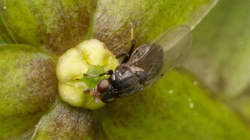 Los compuestos del olor de esta planta coinciden con las señales químicas que emiten las hormigas heridas.