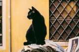 En este museo realizarán actividades especiales por el Día del Gato Negro
